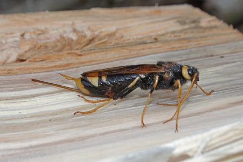 Réf. 259 534 : Urocerus augur
